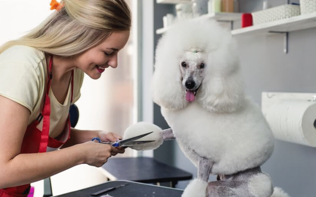 VAT i kasa fiskalna dla groomera – co musisz wiedzieć?